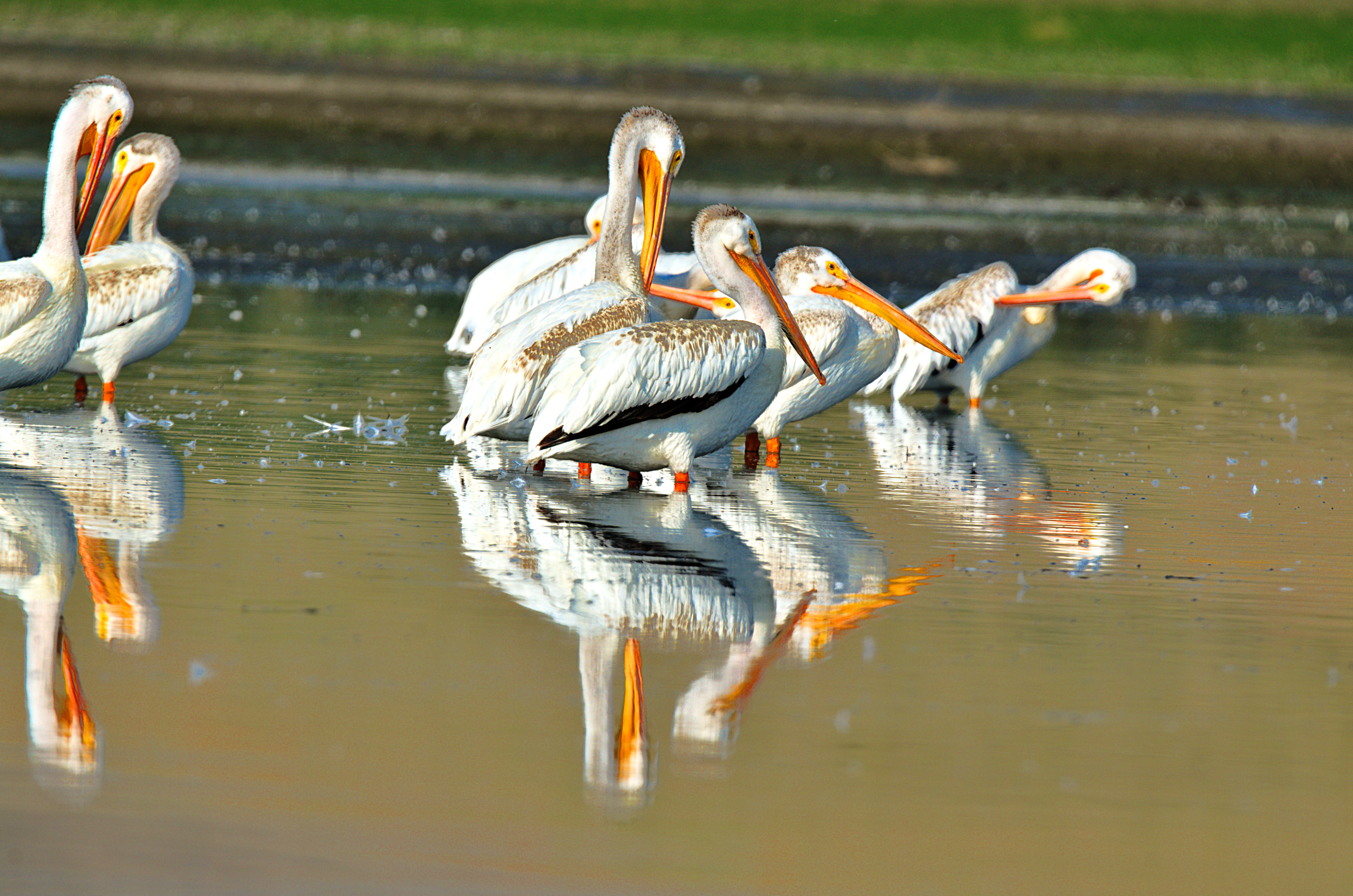 PIC_7135_Good-morning-pelicans