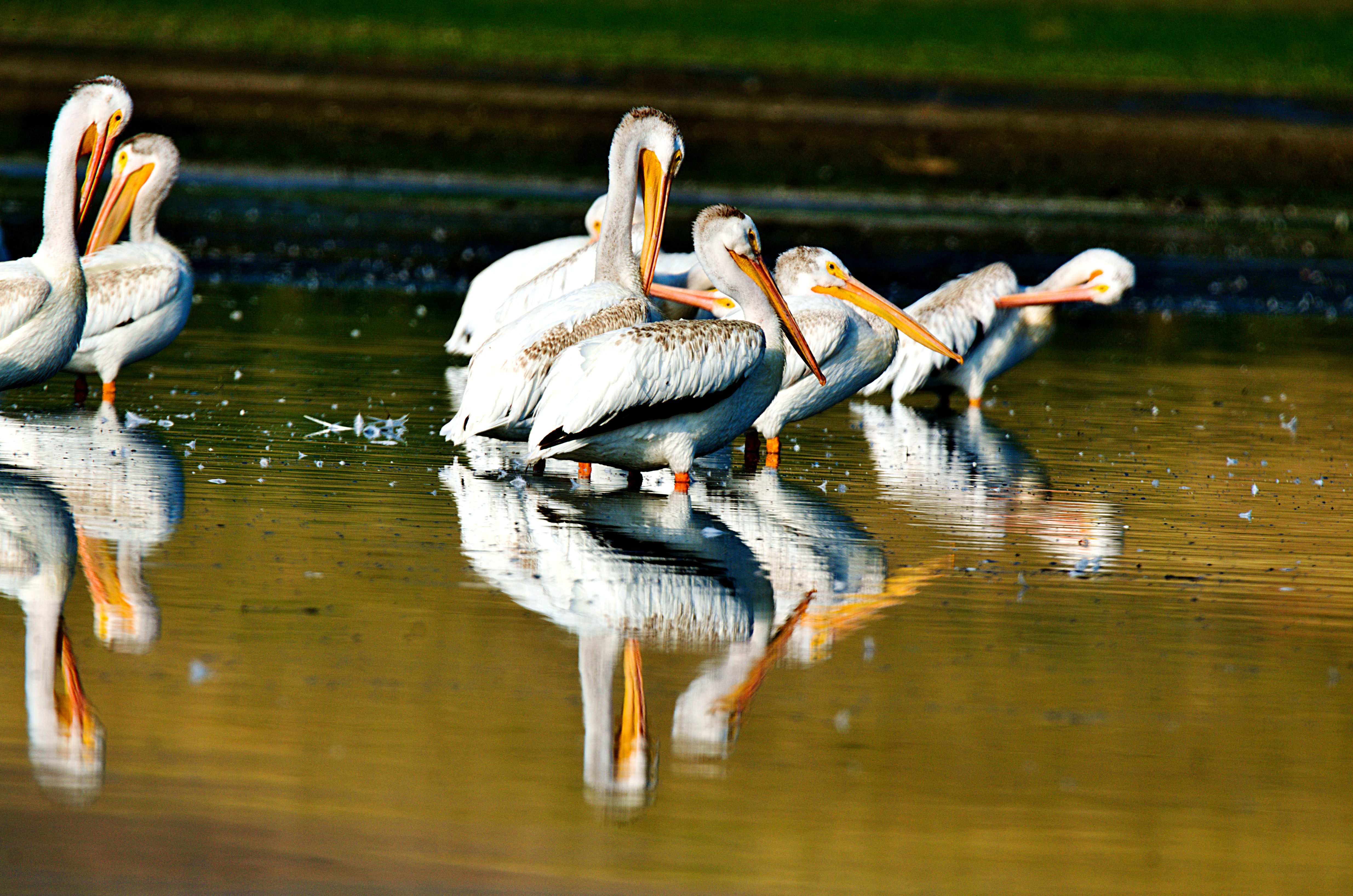 PIC_7135_Pelicanos